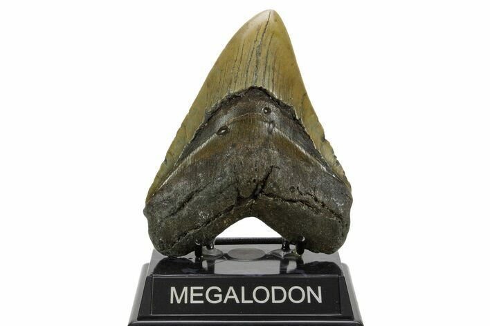 Serrated, Fossil Megalodon Tooth - North Carolina #378024